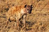 TANZANIA - Serengeti National Park - Iena maculata - 4